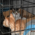 领养类——猫猫
