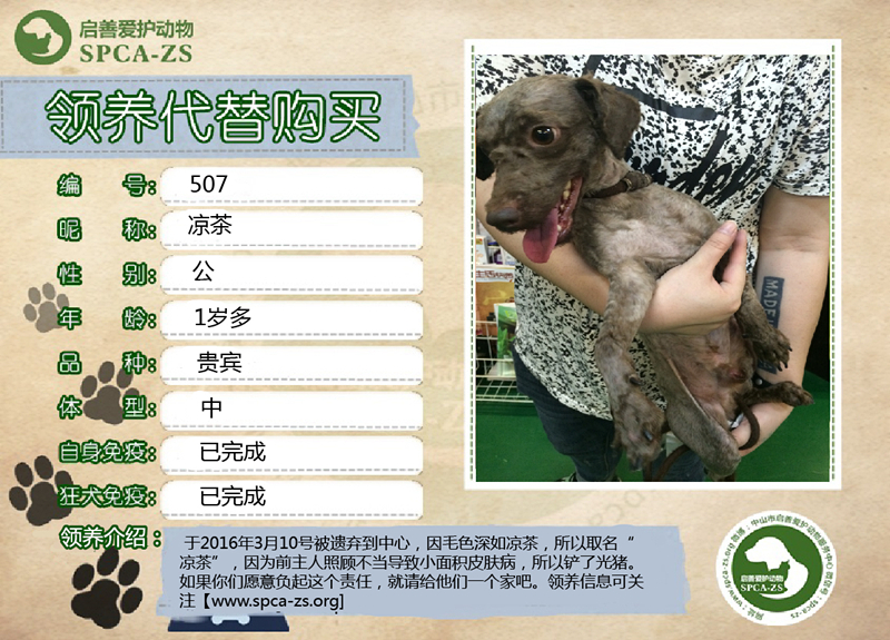 新猫狗模板凉茶_副本.jpg