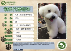 428号--------可乐（汪星人）已被领养