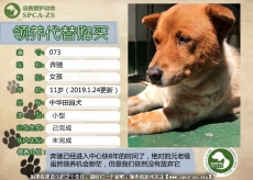 73-奔驰(汪)等待领养......