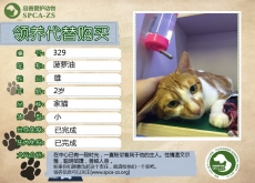 329号---菠萝油（喵星人）等待领养