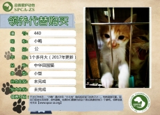 440号---------小鸭（喵星人）已被领养