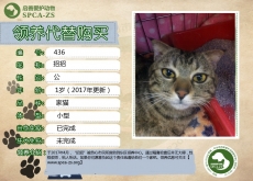 436号-------招招（喵星人）等待领养