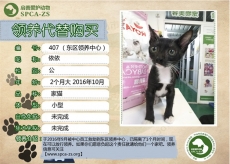 407号---------依依（喵星人）已被领养