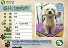 416号---城城（汪星人）已被领养