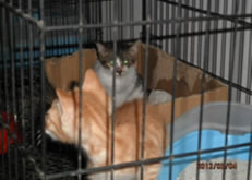 待领养动物——富豪山庄猫猫 鹅鹅 花色仔仔