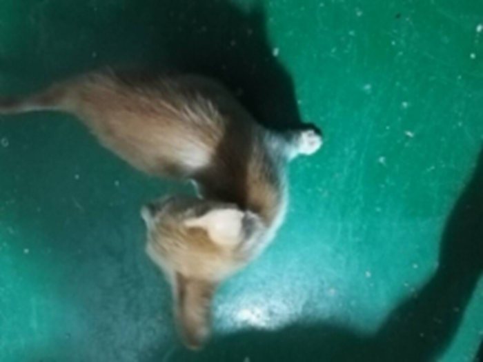 318号——维D（维多CAT一家）喵星人