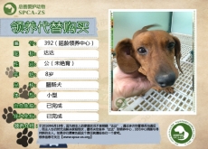 392号—达达（汪星人）待领养