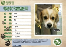 343号——谢谢（汪星人）已被领养