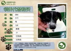 084号---小三（汪星人）等待领养