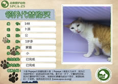 148号----卜派（喵星人）等待领养