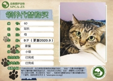 60号-站长（喵）等待领养......