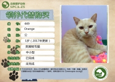 449号---------Orange（喵星人）已被领养