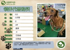 515号——三孖苦（汪星人）已被领养