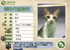 459号--------40度（喵星人）等待领养