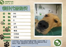 346号——豆豆（汪星人）已被领养