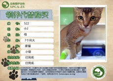 522号——小2（喵星人）已被领养