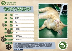 183号---阿蒙（喵星人）等待领养