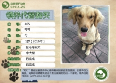 405号---------叮叮（汪星人）已被领养