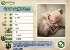 512号—小可怜（汪星人）已离世