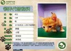 451号------小多（喵星人）已被领养