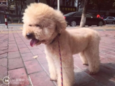 378号——阿的