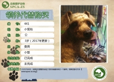 441号----------小笼包（汪星人）等待领养