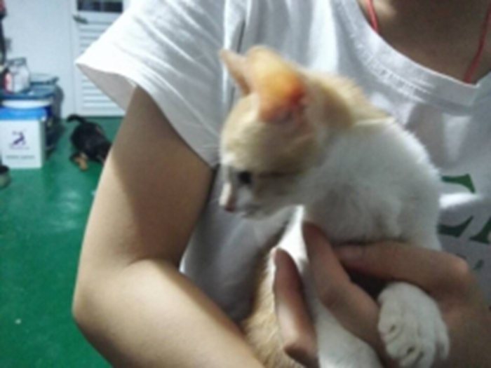 315号——维A（维多CAT一家）喵星人