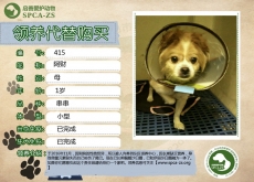415号--阿财（汪星人）待领养