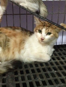 351号——猫妈（喵星人）已经领养
