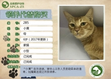 285号——小黄（喵星人）