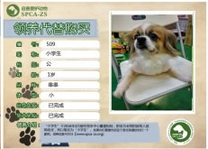 509---小学生（汪星人）等待领养