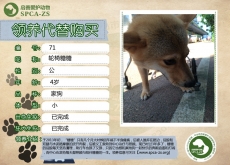 71号——糖糖（汪星人）等待领养