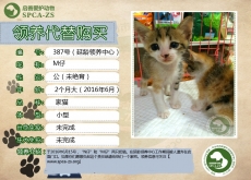 387号——M仔（喵星人）已离去