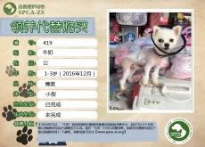 419号---牛奶（汪星人） 已被领养