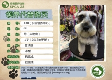 430号------CC （汪星人）已被领养