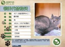 427号-----戴安娜（喵星人）等待领养
