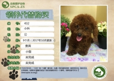 432号--------小抖（汪星人）等待领养