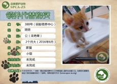 388号——娃娃（喵星人）已离世