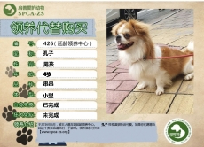 426----多多（汪星人）等待领养