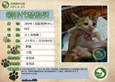 386号——N仔（喵星人）已离世