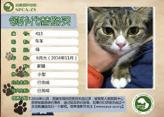 413号--车车（喵星人）已被领养
