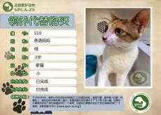 519号——英语妈妈（喵星人）已被领养