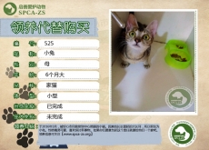 525号——小兔（喵星人）已被领养