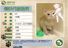 447号------------------小柑蜜（喵星人）等待领养