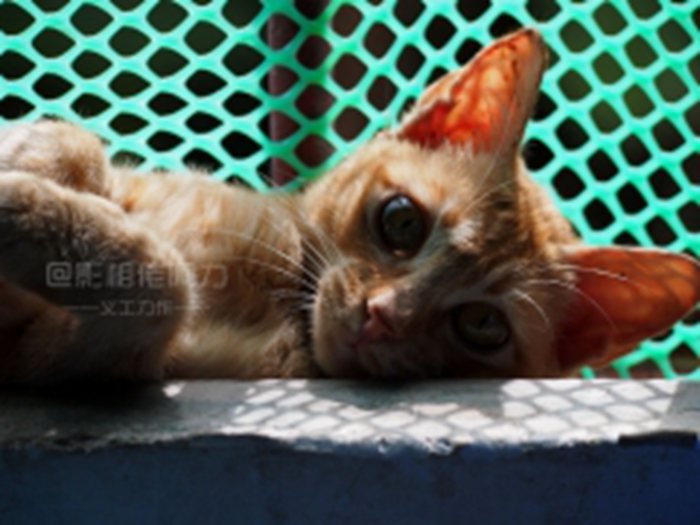 50号-猪事妹（已领养）