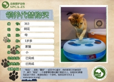 363号——阿花（喵星人）等待领养