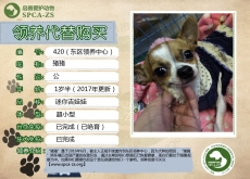 420号---猪猪（汪星人） 隔离中