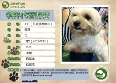 411号-香菇（汪星人）等待领养