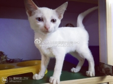 370号——鸳鸯（喵星人）已被领养